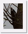 Asian Pied Starling