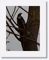 Asian Pied Starling