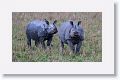 Asian one horned rhinoceros