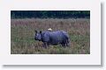 Asian one horned rhinoceros and Cattle Egret