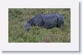 Asian one horned rhinoceros