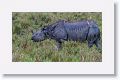 Asian one horned rhinoceros