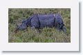 Asian one horned rhinoceros