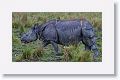 Asian one horned rhinoceros and Common Myna