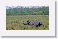 Asian one horned rhinoceros and Cattle Egret