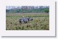 Asian one horned rhinoceros and Cattle Egret