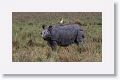 Asian one horned rhinoceros and Cattle Egret