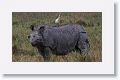 Asian one horned rhinoceros and Cattle Egret