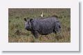 Asian one horned rhinoceros and Cattle Egret