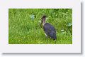 Lesser Adjutant