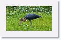 Lesser Adjutant