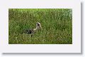 Lesser Adjutant