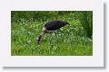 Lesser Adjutant