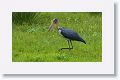 Lesser Adjutant