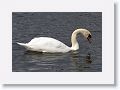 Mute Swans on the River Corrib