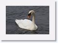 Mute Swans on the River Corrib