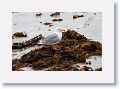 Herring Gull