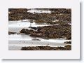 Eurasian Oystercatcher and Bar-tailed Godwit
