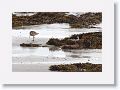 Eurasian Oystercatcher and Bar-tailed Godwit