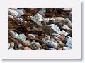 Rock Pipit