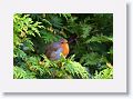Robin