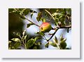 Apple tree, Victorian Gardens of Kylemore Abbey