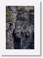 These magnificent cliffs provide nesting sites for tens of thousands of seabirds