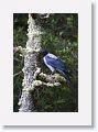 Hooded Crow