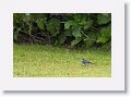 Pied Wagtail