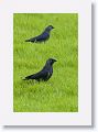 Jackdaw