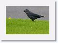 Jackdaw
