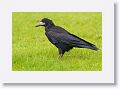 Rook