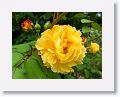 Tralee Rose Garden