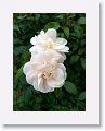 Tralee Rose Garden