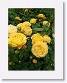 Tralee Rose Garden