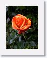 Tralee Rose Garden