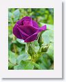 Tralee Rose Garden