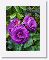 Tralee Rose Garden