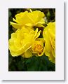 Tralee Rose Garden