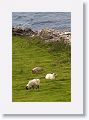 Dingle Peninsula