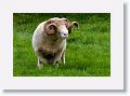 Ram