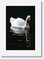 Mute Swans