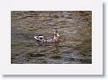 Mallard