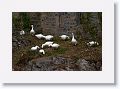 Geese (domestic)
