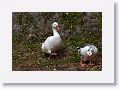 Geese (domestic)