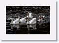 Geese (domestic) at Cahir Castle on the River Suir