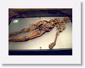 Bog bodies, National Archeology Museum, Dublin
