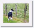 Paddy, a 6 month old sheepdog in training