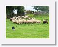 Paddy, a 6 month old sheepdog jumping ahead of his training