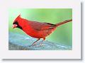 Cardinal